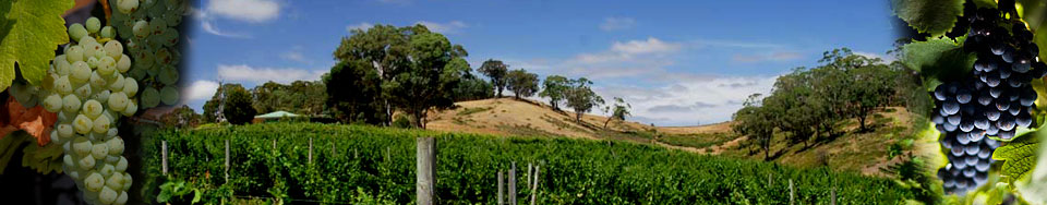 The vineyards